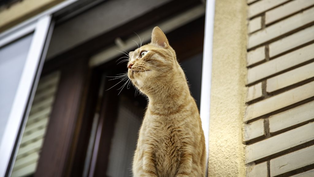 玄関やバルコニーからの脱走防止対策を検討する