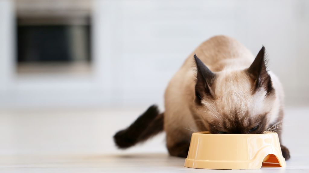 フード、給水器まわりのレイアウトと収納を整える